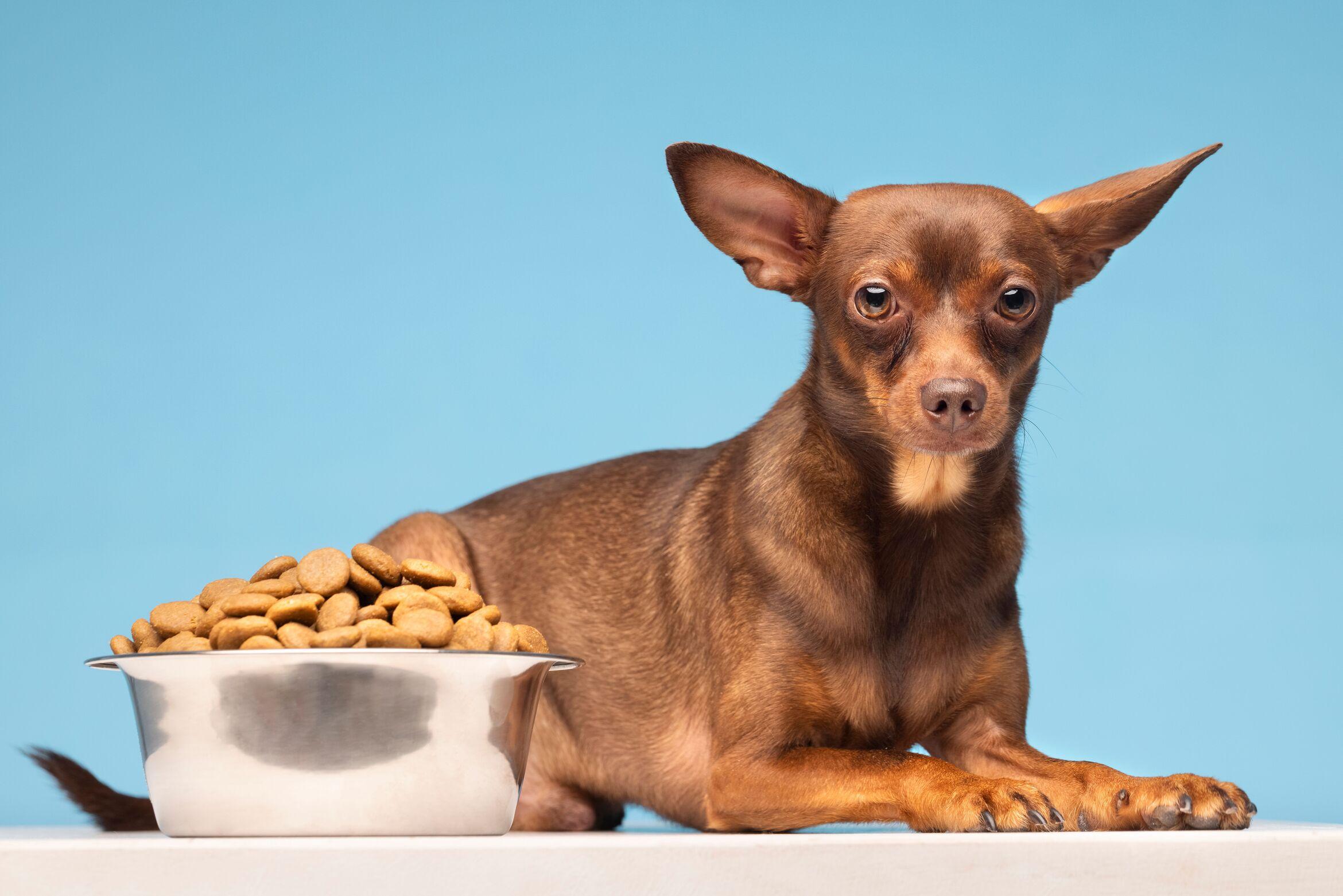 Yemek Konusunda Seçici Köpeklere Nasıl Davranmak Gerekir