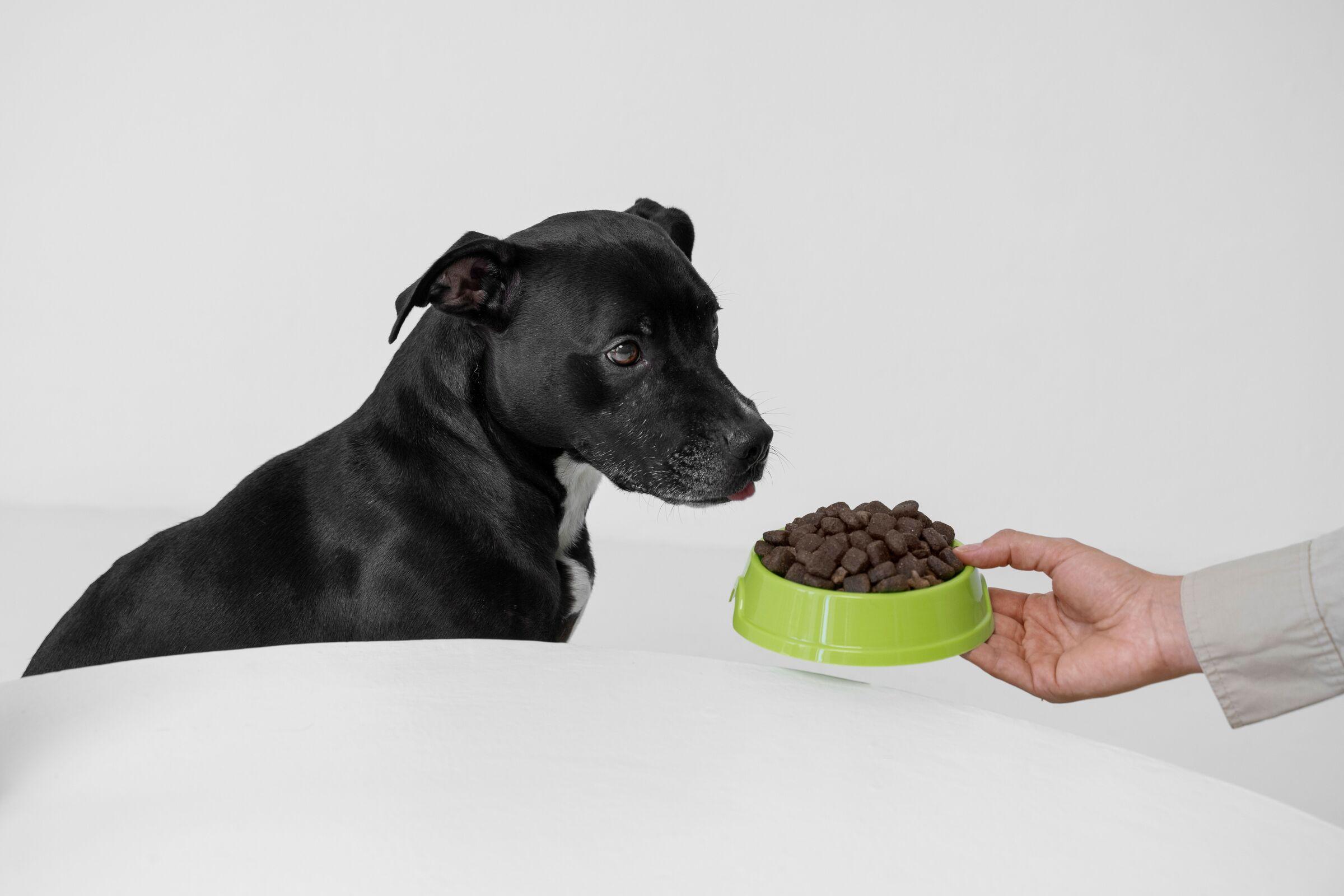 Köpeğinizi nasıl ve ne zaman beslemelisiniz?