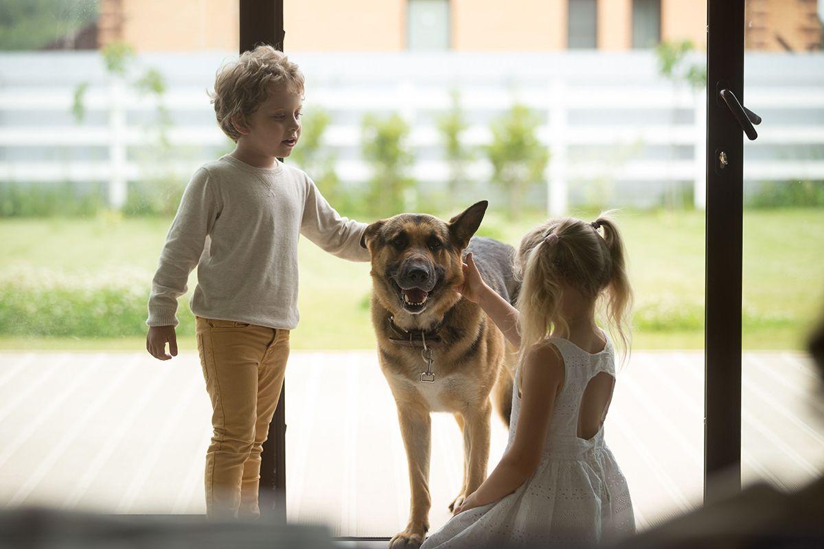 Çocukları Evcil Bir Köpeğe Nasıl Bakacakları Konusunda Eğitme