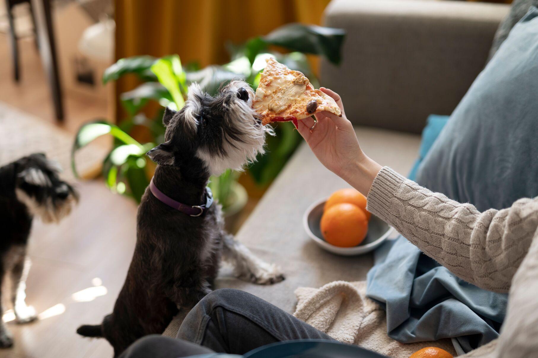 Köpekler ve Yemekler: Neden Kalan Yemekleri Vermekten Kaçınmalısınız?