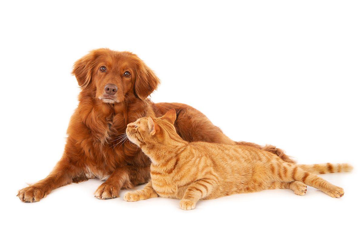 Köpeklerin Kedi ve Diğer Evcil Hayvanlarla Tanıştırılması