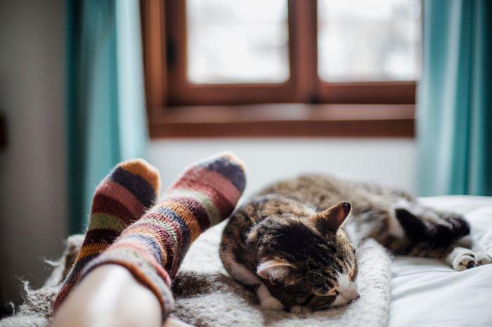 Kedilerin Uyku Pozisyonları ve Anlamları