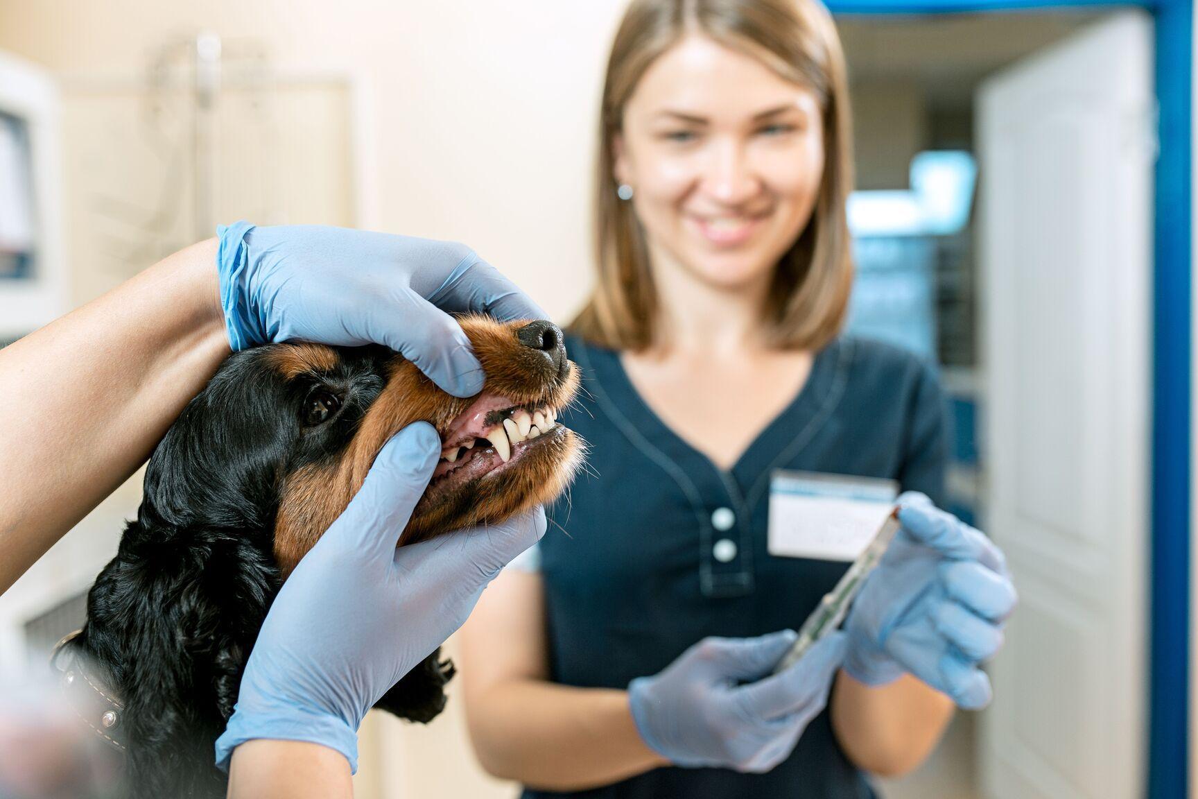 Köpeklerin Diş Bakımı