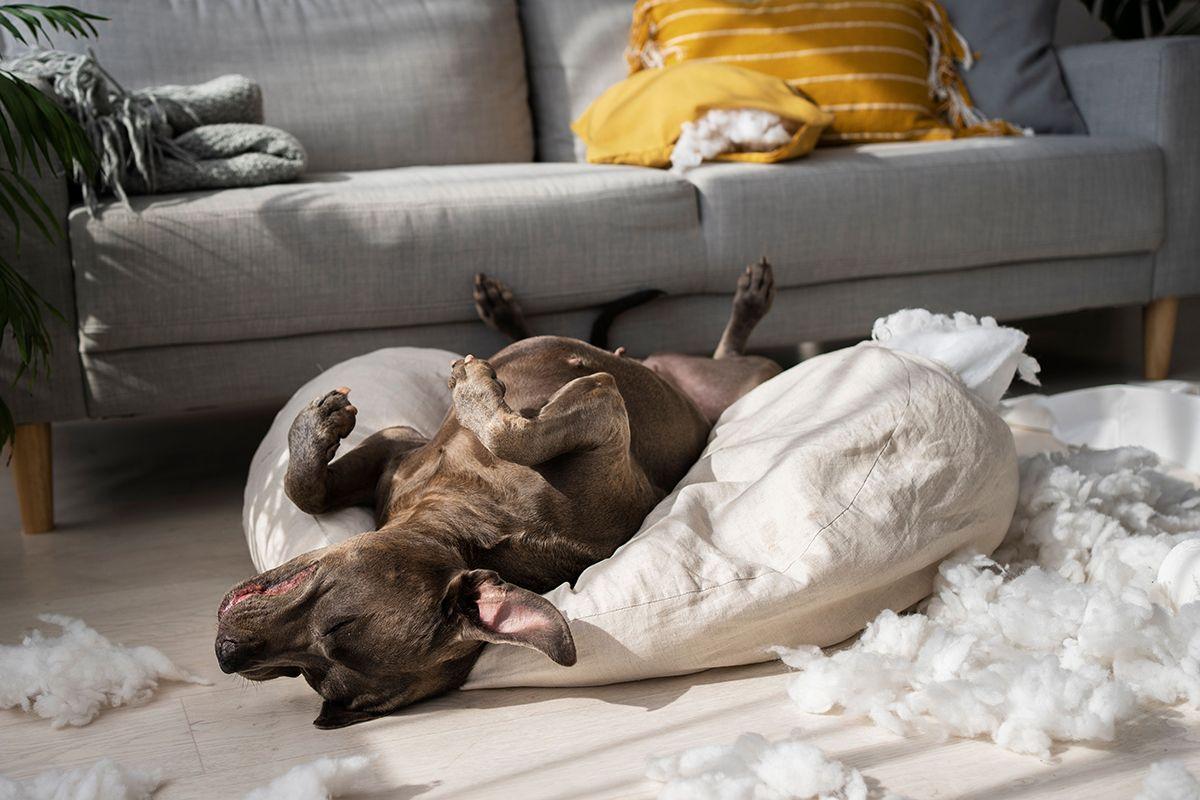 Köpeklerin Tuhaf Davranışları: Uykuda Koşmaları ve Daha Fazlası