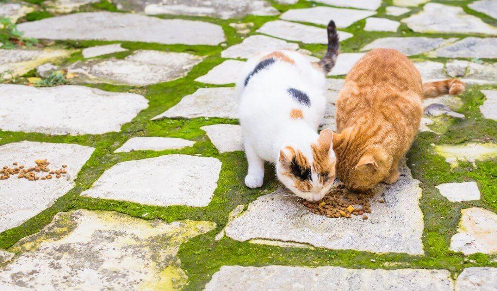 Sokaktaki kediler sağlıklı nasıl beslenir?